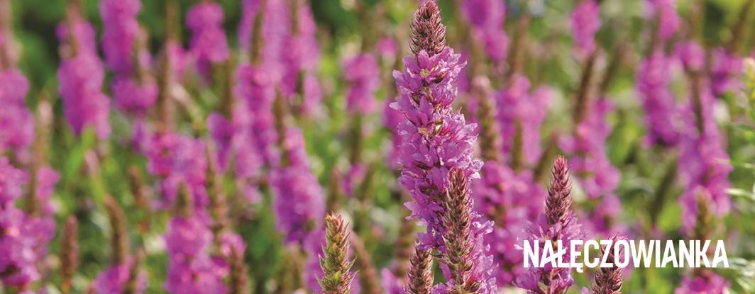 Ogrody deszczowe Nałęczowianki