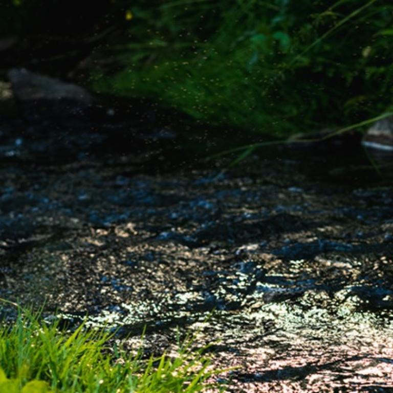 Nestlé Waters i Fundacja Hydroni przedłużają strategiczną współpracę na rzecz regeneracji zasobów wodnych i budowy ogrodów deszczowych